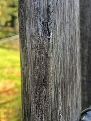 Acanthaclisini