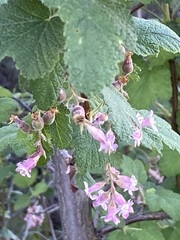 Ribes malvaceum