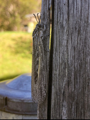 Acanthaclisini