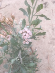 Tessaria absinthioides