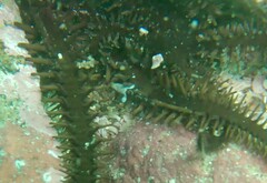 Gobulus crescentalis