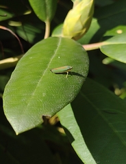 Graphocephala fennahi