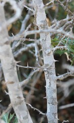 Zanthoxylum hirsutum