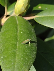 Graphocephala fennahi