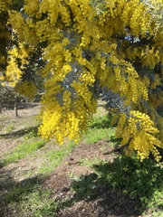 Acacia baileyana