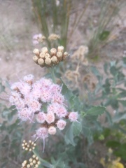 Tessaria absinthioides