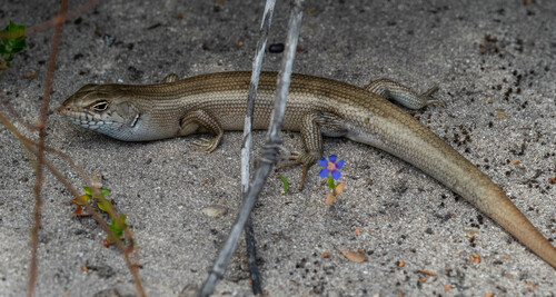 Bull Skink, Liopholis multiscutata
