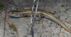 Liopholis multiscutata