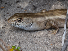 Liopholis multiscutata
