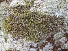 Lecanora