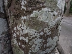 Lecanora