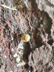 Ovachlamys fulgens
