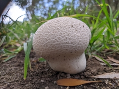 Calvatia cyathiformis