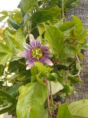 Passiflora alata × caerulea