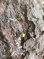 Ovachlamys fulgens