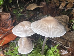 Mycena robusta