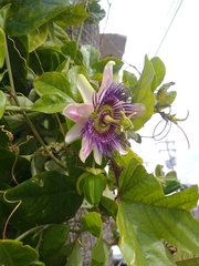 Passiflora alata × caerulea