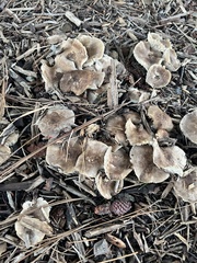 Fungi