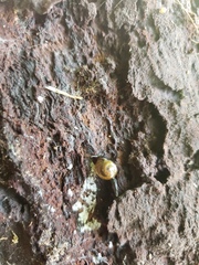 Ovachlamys fulgens