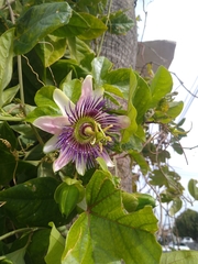 Passiflora alata × caerulea