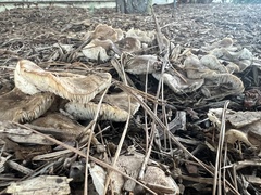 Fungi