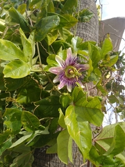 Passiflora alata × caerulea