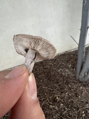 Fungi