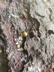 Ovachlamys fulgens