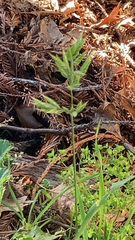 Bromus hordeaceus