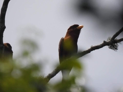 Eurystomus glaucurus