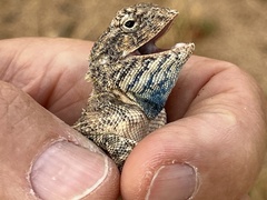 Agama anchietae