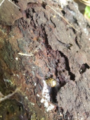 Ovachlamys fulgens
