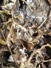 Ovachlamys fulgens