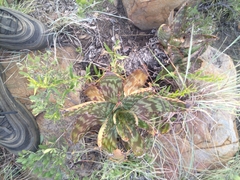 Aloe greatheadii davyana