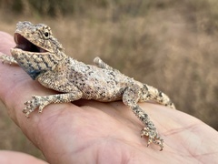 Agama anchietae