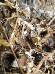 Ovachlamys fulgens