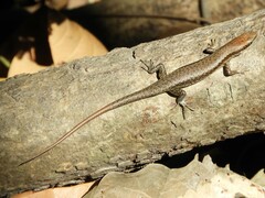 Trachylepis affinis