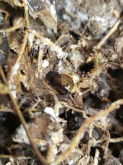 Ovachlamys fulgens