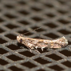 Aristotelia rubidella