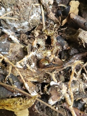 Ovachlamys fulgens