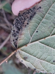 Phragmidium bulbosum