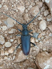 Cerambyx cerdo