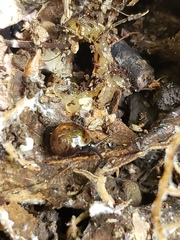Ovachlamys fulgens