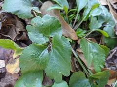 Ranunculus abortivus