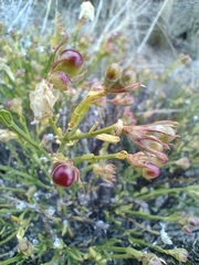 Menodora decemfida
