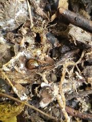 Ovachlamys fulgens