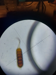 Phragmidium bulbosum