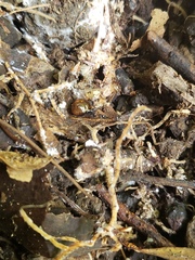 Ovachlamys fulgens