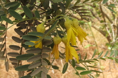 Sophora macrocarpa