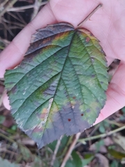 Phragmidium bulbosum
